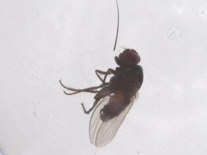  ( - CBG-B14426-A02)  @11 [ ] CreativeCommons - Attribution Share - Alike (2025) Centre for Biodiversity Genomics Centre for Biodiversity Genomics