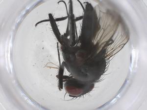  ( - CBG-B14553-F09)  @11 [ ] CreativeCommons - Attribution Share - Alike (2025) Centre for Biodiversity Genomics Centre for Biodiversity Genomics