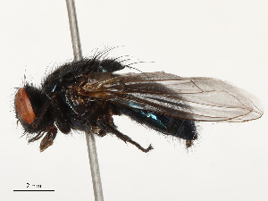 ( - CBG-B14650-A10)  @11 [ ] CreativeCommons - Attribution Share - Alike (2025) CBG Photography Group Centre for Biodiversity Genomics