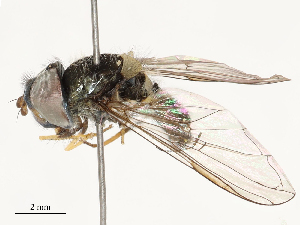  ( - CBG-B14650-E08)  @11 [ ] CreativeCommons - Attribution Share - Alike (2025) CBG Photography Group Centre for Biodiversity Genomics