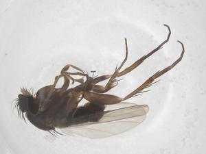  ( - CBG-B14675-A02)  @11 [ ] CreativeCommons - Attribution Share - Alike (2025) Centre for Biodiversity Genomics Centre for Biodiversity Genomics