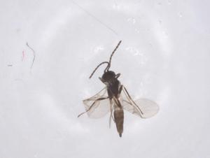  ( - CBG-B14696-E05)  @11 [ ] CreativeCommons - Attribution Share - Alike (2025) Centre for Biodiversity Genomics Centre for Biodiversity Genomics