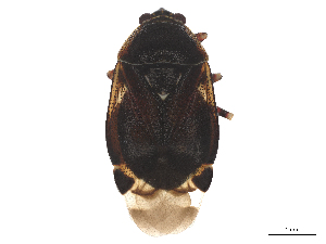  ( - CBG-B14699-A10)  @11 [ ] CreativeCommons - Attribution Share - Alike (2025) CBG Photography Group Centre for Biodiversity Genomics