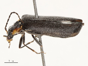  ( - CBG-B14767-D12)  @11 [ ] CreativeCommons - Attribution Share - Alike (2025) CBG Photography Group Centre for Biodiversity Genomics