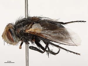  ( - CBG-B14777-A11)  @11 [ ] CreativeCommons - Attribution Share - Alike (2025) CBG Photography Group Centre for Biodiversity Genomics