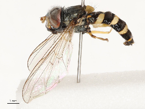  ( - CBG-B14788-F02)  @11 [ ] CreativeCommons - Attribution Share - Alike (2025) CBG Photography Group Centre for Biodiversity Genomics