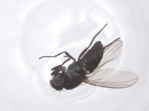  ( - CBG-B14800-H08)  @11 [ ] CreativeCommons - Attribution Share - Alike (2025) Centre for Biodiversity Genomics Centre for Biodiversity Genomics