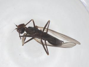  ( - CBG-B14838-B03)  @11 [ ] CreativeCommons - Attribution Share - Alike (2025) Centre for Biodiversity Genomics Centre for Biodiversity Genomics