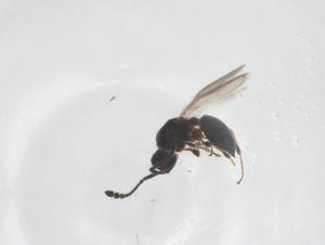  ( - CBG-B14840-B09)  @11 [ ] CreativeCommons - Attribution Share - Alike (2025) Centre for Biodiversity Genomics Centre for Biodiversity Genomics