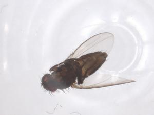  ( - CBG-B14918-H11)  @11 [ ] CreativeCommons - Attribution Share - Alike (2025) Centre for Biodiversity Genomics Centre for Biodiversity Genomics