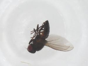  ( - CBG-B17253-B05)  @11 [ ] CreativeCommons - Attribution Share - Alike (2025) Centre for Biodiversity Genomics Centre for Biodiversity Genomics