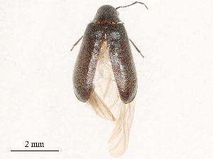  ( - CBG-B17283-H06)  @11 [ ] CreativeCommons - Attribution Share - Alike (2025) CBG Photography Group Centre for Biodiversity Genomics