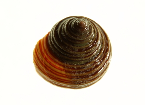  (Calliostoma ligatum - 10BCMOL-00072)  @14 [ ] Unspecified (default): All Rights Reserved  Unspecified Unspecified