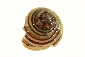  (Calliostoma - 10BCMOL-00114)  @14 [ ] Unspecified (default): All Rights Reserved  Unspecified Unspecified