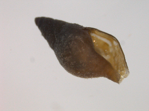  ( - 10BCMOL-00223)  @13 [ ] Unspecified (default): All Rights Reserved  Unspecified Unspecified