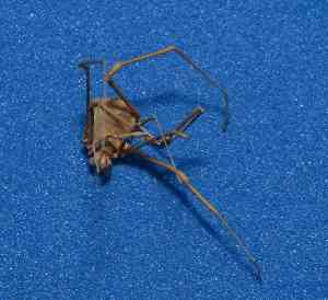  (Gonyleptidae - BCMS-0047)  @13 [ ] Unspecified (default): All Rights Reserved  Unspecified Unspecified