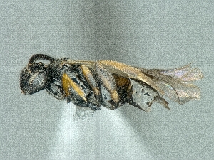  ( - CNC974678)  @12 [ ] CreativeCommons - Attribution Share-Alike (2018) Unspecified Canadian National Collection of Insects, Arachnids and Nematodes