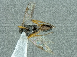  (Cotesia cf. lycophron - CNCHYM49292)  @12 [ ] CreativeCommons - Attribution Share-Alike (2018) Unspecified Canadian National Collection of Insects, Arachnids and Nematodes