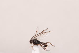  ( - MRS_JFT0730)  @12 [ ] CreativeCommons - Attribution Share-Alike (2018) Unspecified Canadian National Collection of Insects, Arachnids and Nematodes