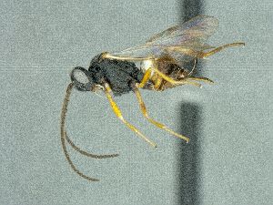  ( - CASENT2247120)  @11 [ ] CreativeCommons - Attribution Share-Alike (2018) Unspecified Canadian National Collection of Insects, Arachnids and Nematodes