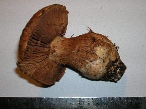  (Cortinarius squamulosus - F17036)  @11 [ ] CreativeCommons - Attribution Non-Commercial Share-Alike (2010) Mycology Division, Royal Ontario Museum Royal Ontario Museum