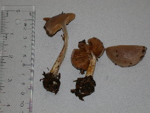  ( - F17048)  @11 [ ] CreativeCommons - Attribution Non-Commercial Share-Alike (2010) Mycology Division, Royal Ontario Museum Royal Ontario Museum