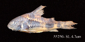  ( - LBPV 55250)  @12 [ ] CreativeCommons - Attribution (2013) Claudio de Oliveira Laboratório de Biologia e Genética de Peixes - UNESP - Botucatu