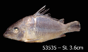  ( - LBPV 53535)  @11 [ ] CreativeCommons - Attribution (2013) Claudio de Oliveira Laboratório de Biologia e Genética de Peixes - UNESP - Botucatu