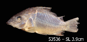  ( - LBPV 53536)  @11 [ ] CreativeCommons - Attribution (2013) Claudio de Oliveira Laboratório de Biologia e Genética de Peixes - UNESP - Botucatu