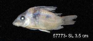  ( - LBPV 57773)  @11 [ ] CreativeCommons - Attribution (2013) Claudio de Oliveira Laboratório de Biologia e Genética de Peixes - UNESP - Botucatu