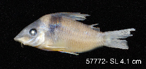  ( - LBPV 57772)  @11 [ ] CreativeCommons - Attribution (2013) Claudio de Oliveira Laboratório de Biologia e Genética de Peixes - UNESP - Botucatu