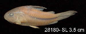  ( - LBPV 28180)  @11 [ ] CreativeCommons - Attribution (2013) Claudio de Oliveira Laboratório de Biologia e Genética de Peixes - UNESP - Botucatu