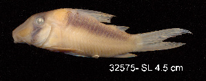  ( - LBPV 32577)  @11 [ ] CreativeCommons - Attribution (2013) Claudio de Oliveira Laboratório de Biologia e Genética de Peixes - UNESP - Botucatu
