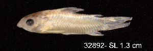  ( - LBPV 32892)  @11 [ ] CreativeCommons - Attribution (2013) Claudio de Oliveira Laboratório de Biologia e Genética de Peixes - UNESP - Botucatu