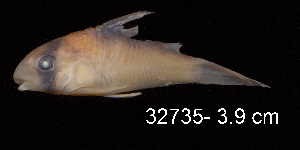  ( - LBPV 32735)  @11 [ ] CreativeCommons - Attribution (2013) Claudio de Oliveira Laboratório de Biologia e Genética de Peixes - UNESP - Botucatu