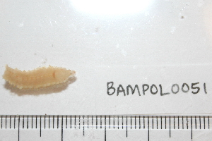  ( - BAMPOL0051)  @12 [ ] CreativeCommons - Attribution (2008) CBG Photography Group Centre for Biodiversity Genomics