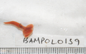  ( - BAMPOL0139)  @13 [ ] CreativeCommons - Attribution (2008) CBG Photography Group Centre for Biodiversity Genomics