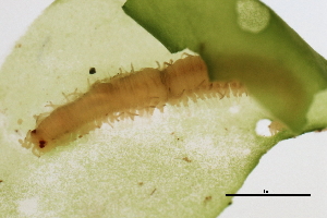  ( - BAMPOL0150)  @12 [ ] CreativeCommons - Attribution (2008) CBG Photography Group Centre for Biodiversity Genomics