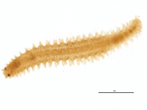  (Exogone sp. CMC03 - BAMPOL0172)  @12 [ ] CreativeCommons - Attribution (2008) CBG Photography Group Centre for Biodiversity Genomics