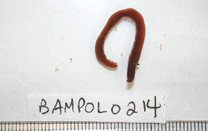 ( - BAMPOL0214)  @13 [ ] CreativeCommons - Attribution (2008) CBG Photography Group Centre for Biodiversity Genomics