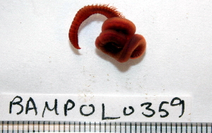  ( - BAMPOL0359)  @13 [ ] CreativeCommons - Attribution (2010) CBG Photography Group Centre for Biodiversity Genomics