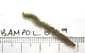  ( - BAMPOL0369)  @12 [ ] CreativeCommons - Attribution (2010) CBG Photography Group Centre for Biodiversity Genomics