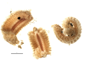  ( - BAMPOL0372)  @13 [ ] CreativeCommons - Attribution (2008) CBG Photography Group Centre for Biodiversity Genomics