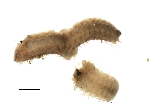  ( - BAMPOL0373)  @13 [ ] CreativeCommons - Attribution (2008) CBG Photography Group Centre for Biodiversity Genomics