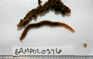  ( - BAMPOL0376)  @12 [ ] CreativeCommons - Attribution (2010) CBG Photography Group Centre for Biodiversity Genomics