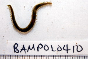  ( - BAMPOL0410)  @12 [ ] CreativeCommons - Attribution (2010) CBG Photography Group Centre for Biodiversity Genomics