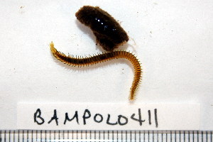  ( - BAMPOL0411)  @13 [ ] CreativeCommons - Attribution (2010) CBG Photography Group Centre for Biodiversity Genomics