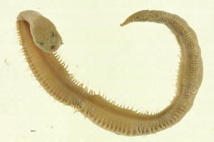  ( - BP2010-162)  @13 [ ] CreativeCommons - Attribution (2010) CBG Photography Group Centre for Biodiversity Genomics