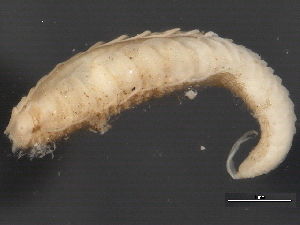  ( - BP2010-185)  @13 [ ] CreativeCommons - Attribution (2010) CBG Photography Group Centre for Biodiversity Genomics