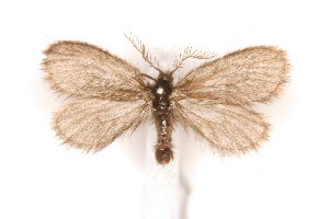  (Epichnopterix crimaeana - BC-EH-V177)  @14 [ ] Copyright (2010) Erwin Hauser Research Collection of Erwin Hauser
